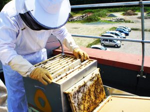 ALPIC oeuvre pour la biodiversité ruches