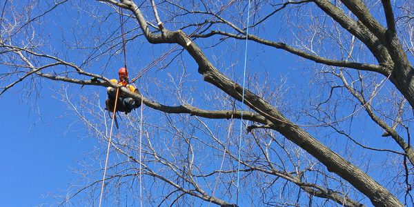 ALPIC travail arboricole elagage formation